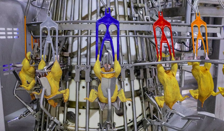 MAREL: HOW TO PROCESS LOCAL AND ORGANIC CHICKEN?